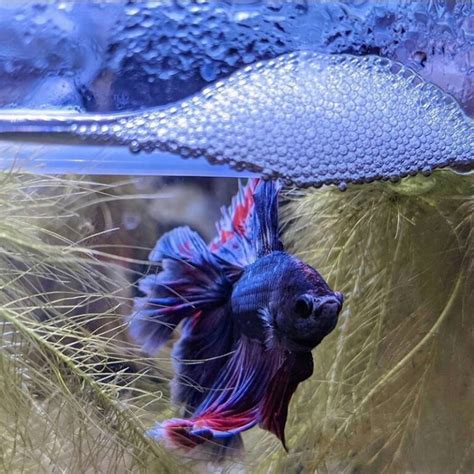 Betta Bubble Nest Everything You Need To Know Ac Aquarium Life