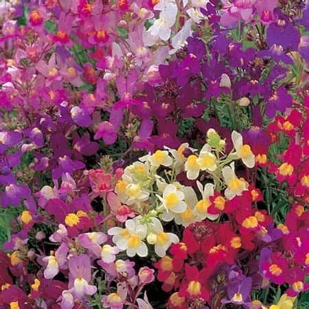 Linaria Fairy Bouquet | All-America Selections