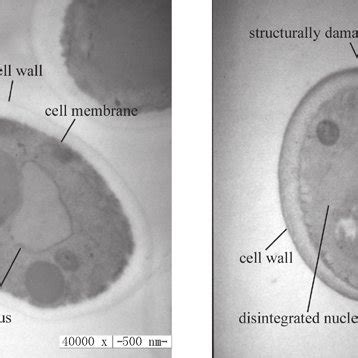 Flow Cytometric Analysis Of Candida Krusei Cell Apoptosis C Krusei