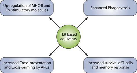 TLR ligands affect many immunological processes to elicit an elevated... | Download Scientific ...