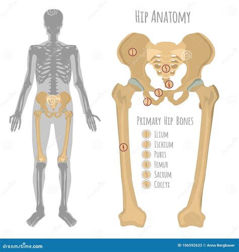 Hip Bone Anatomy Anterior View