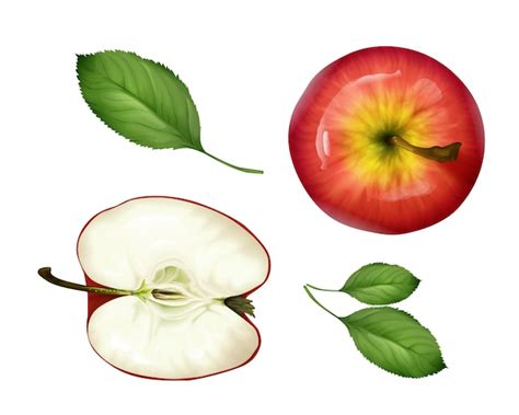 Free Vector Realistic Apple Top View Set 3d Ripe Fruit Sliced Half Whole And Green Leaves