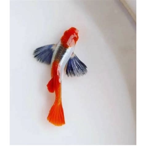 jual prtde koi  ps shopee indonesia