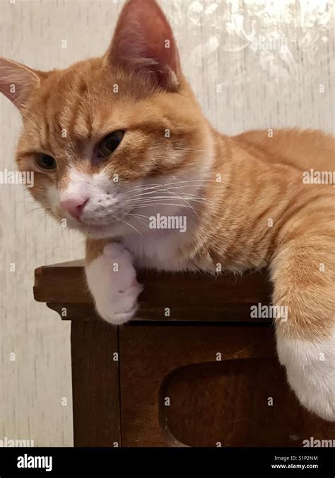 Beautiful Ginger And White Tabby Cat With Gorgeous Green Eyes Stock