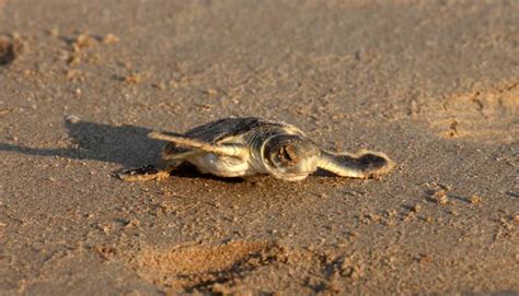 Nt Parks And Wildlife Flatback Sea Turtle Natator Depress Flickr