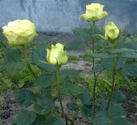 Агротехника чайно-гибридной розы сорта Лимбо (Доллар): посадка и уход