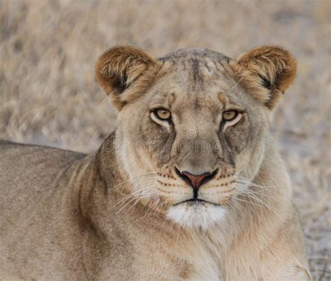 African Lioness With Scars And Visible Wounds Walking Stock Image