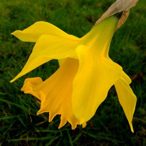 sunshine yellow shutterworks photoblog