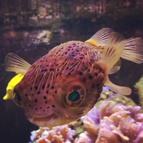 Gallery Of Smiling Adorable Baby Puffer Fish | Puffer fish, Fish ...