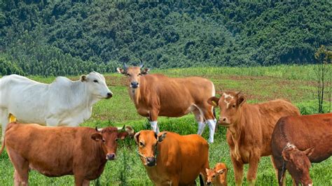 Sapi Lembu Ternak Berkeliaran Di Ladang Rumput Yang Hijau Gembala