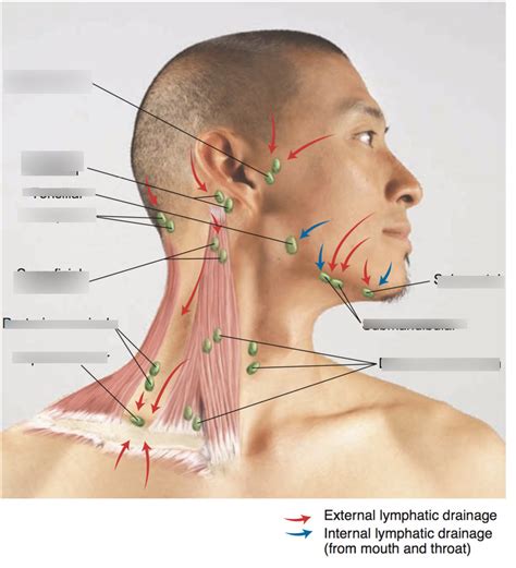 Bates Ch 7 Lymph Nodes of Neck Diagram | Quizlet