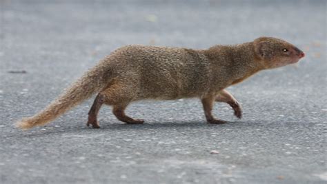 Small Indian Mongoose | Sixth Extinction Wiki | Fandom