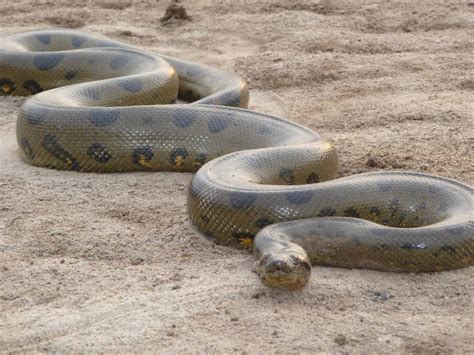 record length anaconda  eddie fischer blog