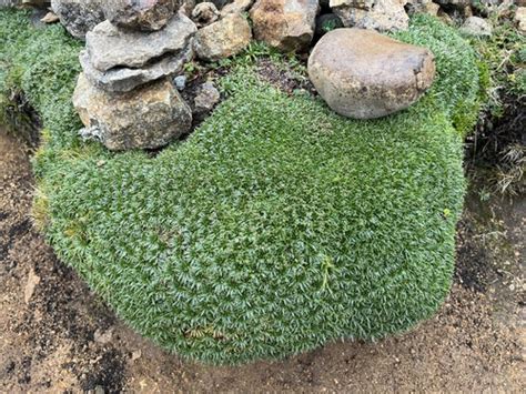 Coj N Plantago Rigida Naturalista Mexico