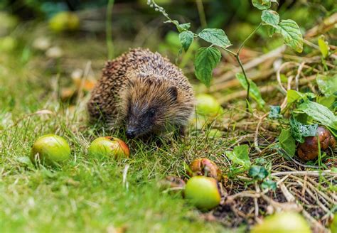 This Is How Monty Don Would Create A Wildlife Friendly Garden Real Homes