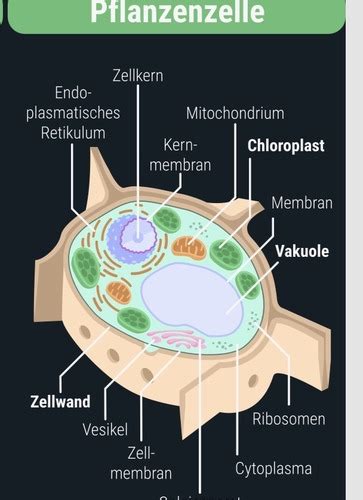 Zellorganell Aufgaben Pflanzliche Zelle Karteikarten Quizlet