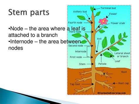 Ppt Four Functions Of Stems Powerpoint Presentation Free Download