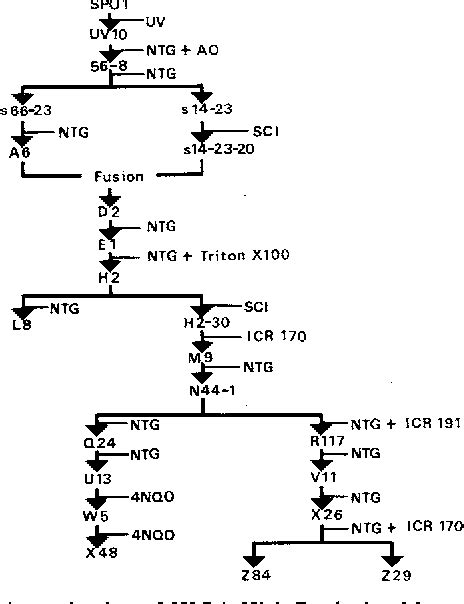 Figure 1 From Microbial Production Of 2 Keto L Gulonic Acid From L Sorbose And D Sorbitol By