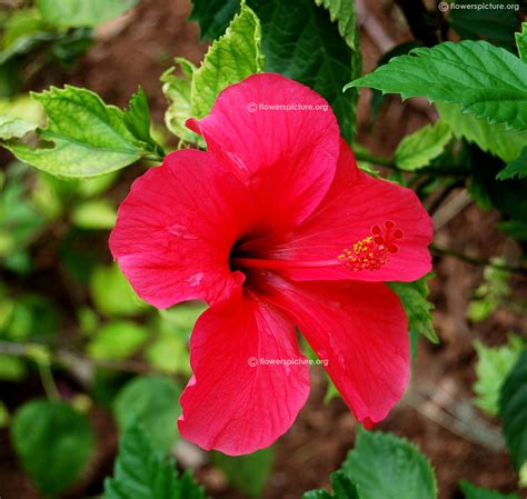 Tamil Nadu Agricultural University Botanical Garden Coimbatore