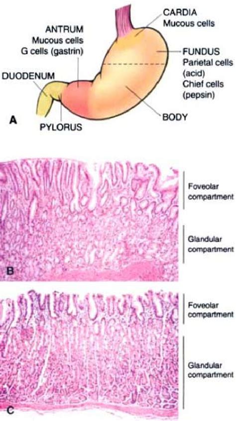 Figure 17 12 From The Normal Stomach Semantic Scholar