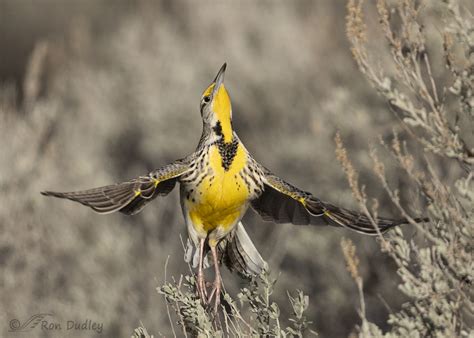 My Most Unusual Meadowlark Takeoff Shot Feathered Photography