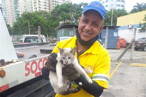 A Gazeta Gato Resgatado Em Mureta Da Terceira Ponte Em Vila Velha