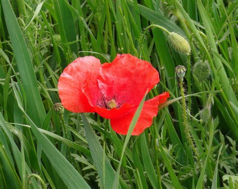 Images Gratuites La Nature Herbe Champ Prairie Fleur P Tale