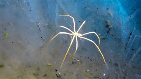 Underwater Spider Breathes Through Its Legs National Geographic
