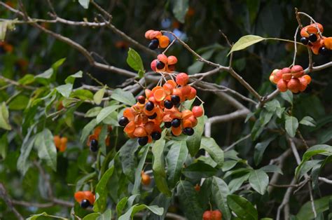 Harpullia Pendula Tulipwood Paten Park Native Nursery