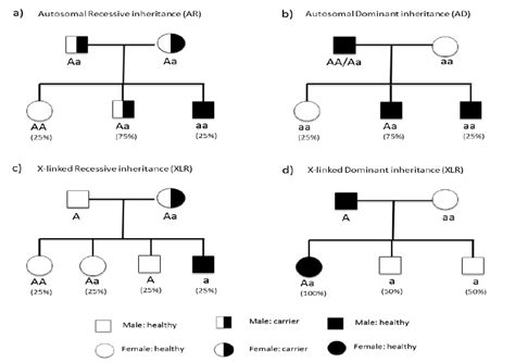 Lecture B Mendelian Genetics In Humans Autosomal And Hot Sex Picture