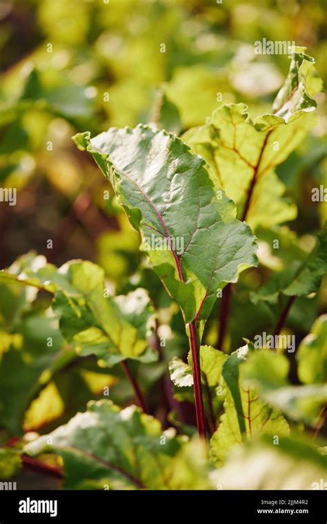 Beetroot Plants Growing In A Row In The Garden Stock Photo Alamy