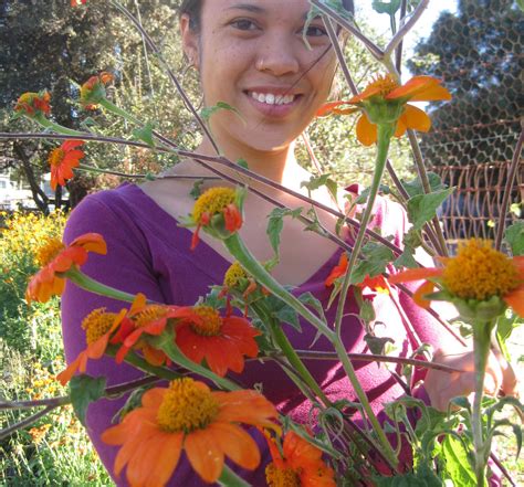 Tithonia, Mexican Sunflower