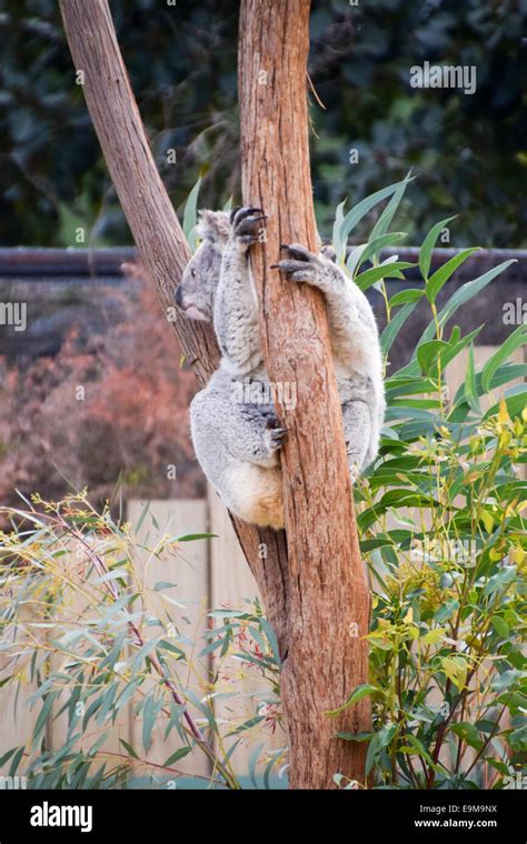 Australian Animals Stock Photo - Alamy