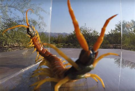 Scolopendra Gigantea Is The Largest Centipede Species In The World