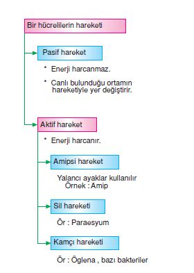 Destek Ve Hareket Sistemi Bilgicik