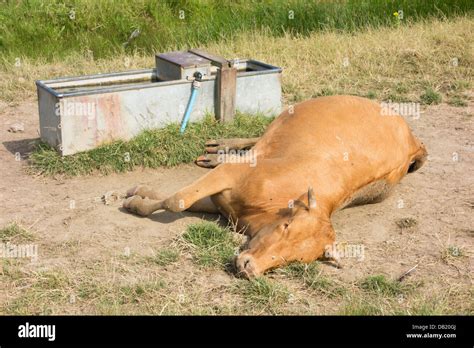 Dead Cow Near Water Trough England Uk Stock Photo Alamy