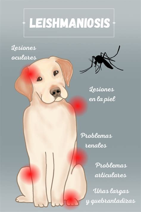 Formas de transmisión de la leishmaniasis de perros a humanos que