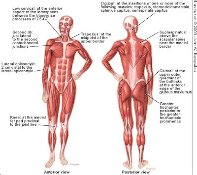 Win Min: Human Body Muscles, Muscles in Human Body, Muscles of body ...