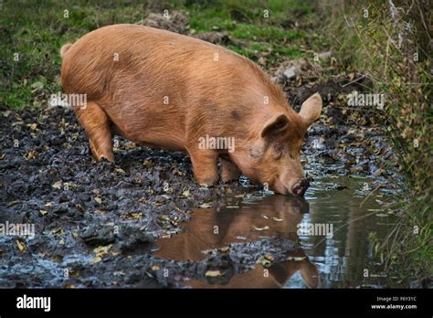 Rare breed Tamworth Pig Stock Photo - Alamy