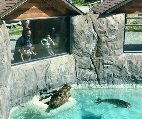 Pacific Harbor Seal Exhibit Zoochat