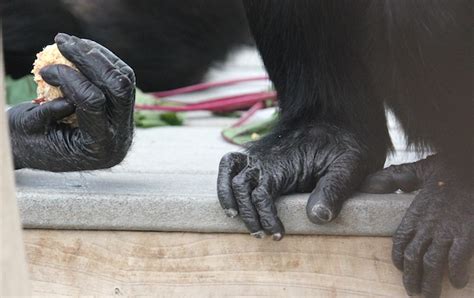 Chimpanzee feet vs human feet - luxurynery