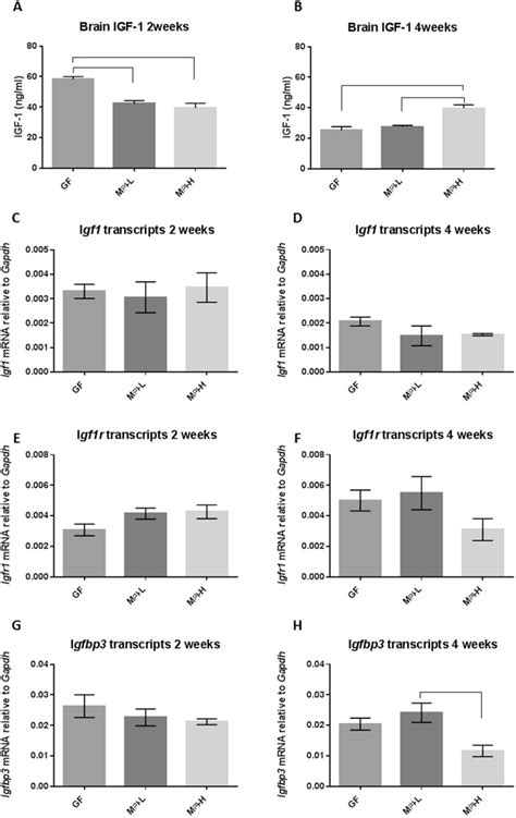 Effects Of Microbiota On The Brain Levels Of Igf Igf R And Igfbp