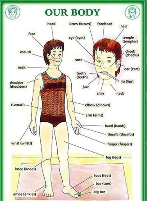 Parts Of The Human Body German Language German Language Learning