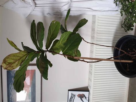 Weak Stemmed Fiddle Leaf The Fiddle Leaf Fig Plant Resource