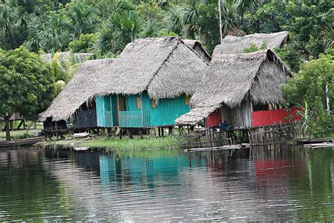 Best Peru Bird Peruvian Amazon Amazon Rainforest Stock Photos, Pictures ...