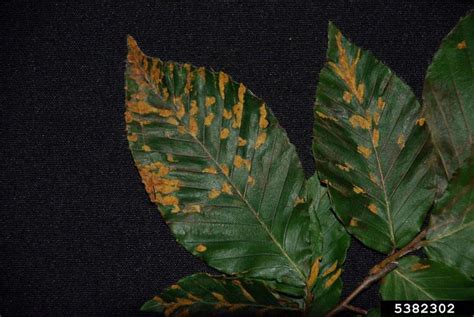 Beech Leaf Disease Invasive Species Centre