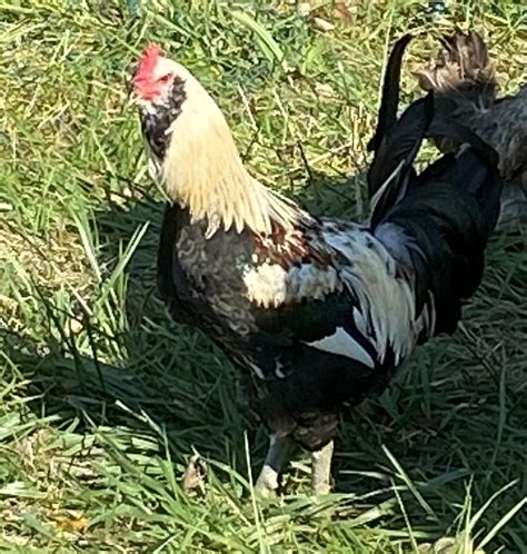 Madigan Grey Gamefowl