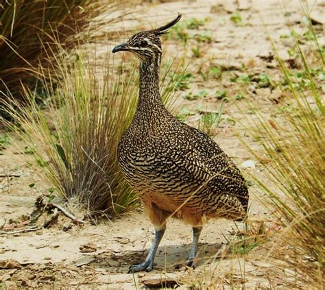 Tinamou The Rare South American Bird That Lays Shiny Iridescent Eggs