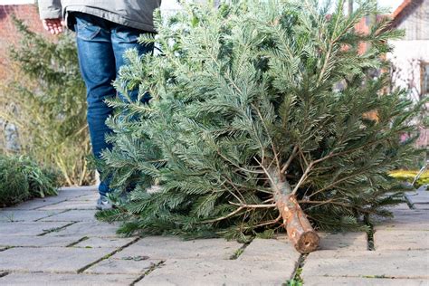 Doen Kerstboom En Kerstgroen Recyclen AVRI Bloem En Tuincentrum