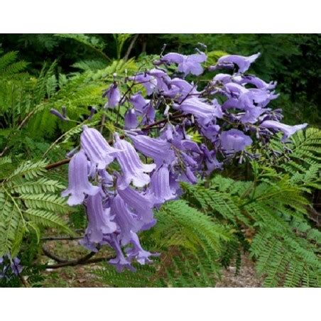 Flamboyant Bleu Jacaranda Mimosifolia